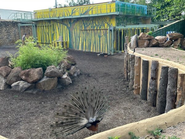 Recinto del rinoceronte del Zoo de Córdoba