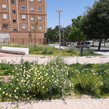 Diseño y ejecución de jardines en urbanizaciones