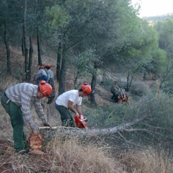 Tratamientos selvícolas y prevención en Sierra Morena