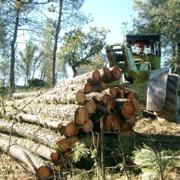 Tratamientos selvícolas y prevención en Sierra Morena