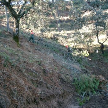 Tratamientos selvícolas y prevención en Sierra Morena
