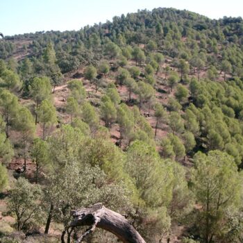 Tratamientos selvícolas y prevención en Sierra Morena