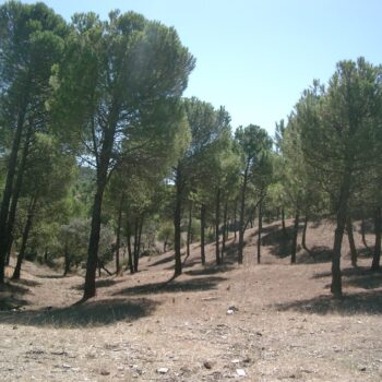 Tratamientos selvícolas y prevención en Sierra Morena