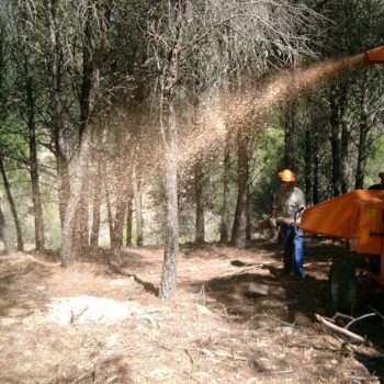 Tratamientos selvícolas y prevención en Sierra Morena