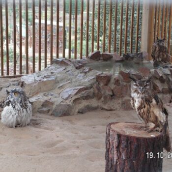 Mejora de hábitats y fauna silvestre