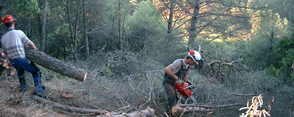 Corte y control de arbolado